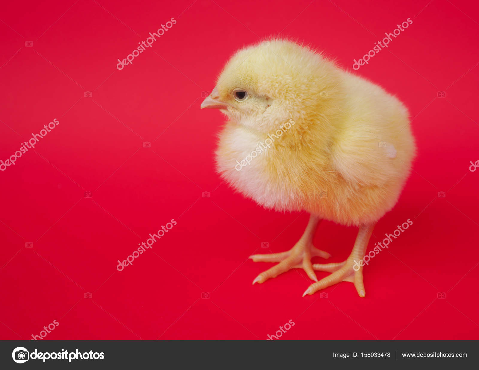 Baby Hen Chick On Yellow Background Studio Portrait Farming Agriculture Stock Photo By C Jacquesdurocher Baby Hen Chick On Yellow Background Studio Portrait Farming Agriculture Stock Photo By C Jacquesdurocher