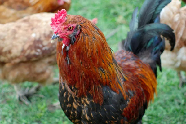 Kakas: csirke farm színes madár férfi mezőgazdasági gazdálkodás — Stock Fotó