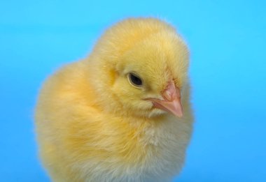 mavi arka plan stüdyo bebek tavuk şirin yeni doğan hayvan yakın çekim küçük kız