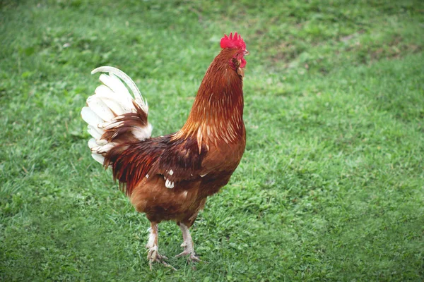 Zöld mező csirke tyúk fű ország mezőgazdasági kakas — Stock Fotó