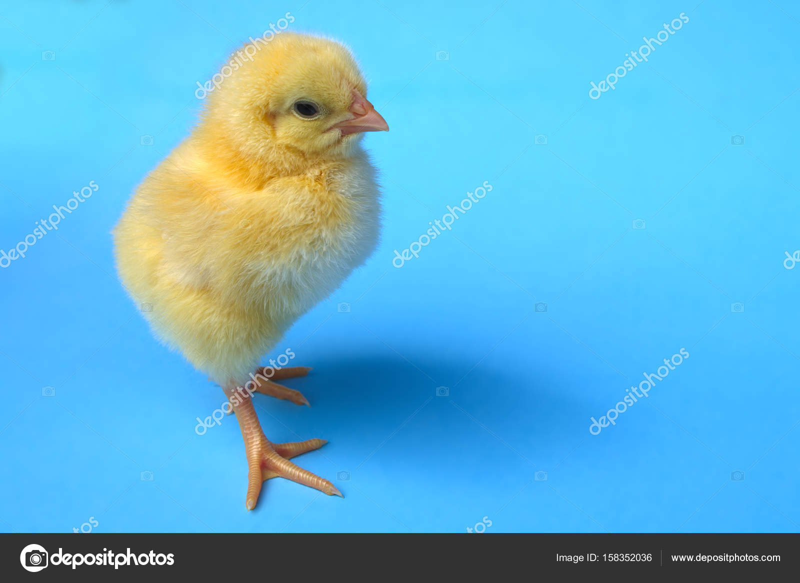 Petit Poulet Bébé Oiseau Poussin De La Poule Sur Fond Bleu