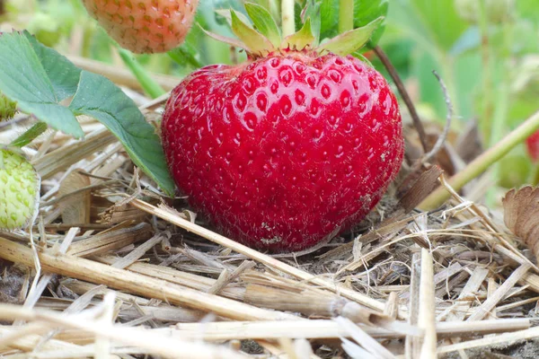 Morangos de campo biológico colheita de fruteiras — Fotografia de Stock
