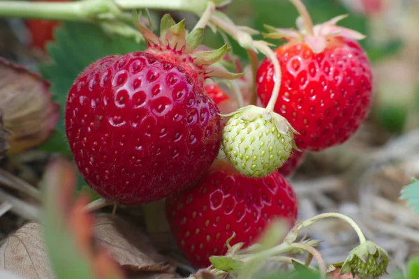 Erdbeere Feld Makro Nahaufnahme Landwirtschaft Obst — Stockfoto