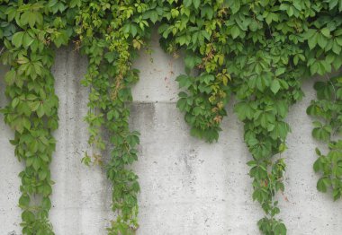 arka plan beton duvar doğal Asma yaprakları