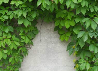 Beton ve doğa duvar süs Bahçe üzerinde asılı çerçeve Asma yaprakları 