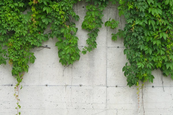Αμπελόφυλλα σε τσιμεντένιο τοίχο φυσικό υπόβαθρο — Φωτογραφία Αρχείου