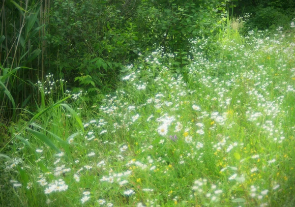 Många daisy blommor i naturen fältet sommar skönhet blommar — Stockfoto