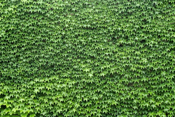 Wand aus Blättern Weinstock voll grüne Textur Hintergrund Garten Laub Natur Muster — Stockfoto