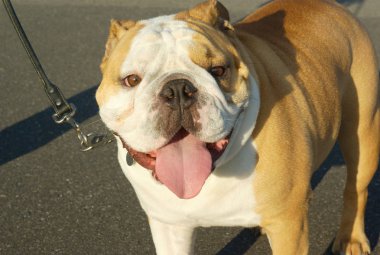 Bulldog bej köpek evde beslenen hayvan köpek dili yaz kira kontratı
