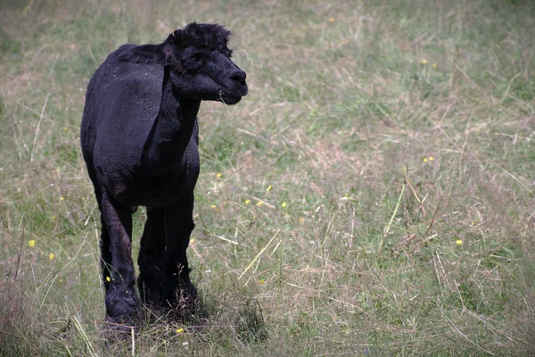 Alpaga noir lama mammifère extérieur dans le champ — Photo