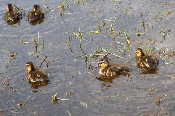 Bebê pequenos patinhos em um pântano libra água natureza selvagem — Fotografia de Stock