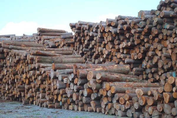Kayu halaman bisnis kayu tumpukan lingkungan industri hutan lumbering kayu — Stok Foto
