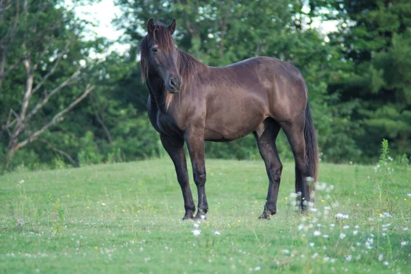 Cavalo preto no campo verde grama prado e flores pasto — Fotografia de Stock