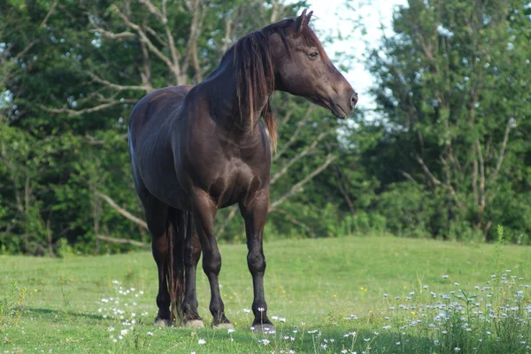 Svart häst stirrade i grönt fält äng gräs och blommor betesmark — Stockfoto