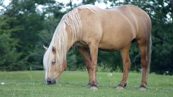 Horse in field grazing eating grass green pasture country rural farm mammal — Stock Video