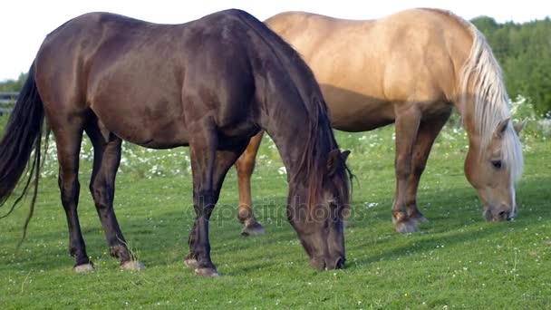 Две лошади едят траву сельские фермы летом — стоковое видео