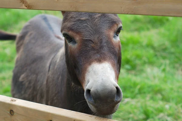 Closeup retrato de burro sob agricultura de país rural cerca recinto grama verde — Fotografia de Stock