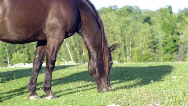 Koń jedzący trawy pastwiska kraju gospodarstwa lato — Wideo stockowe