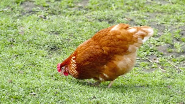 Marrón gallina verde hierba país agricultura rural campo libre pollo corral — Vídeos de Stock