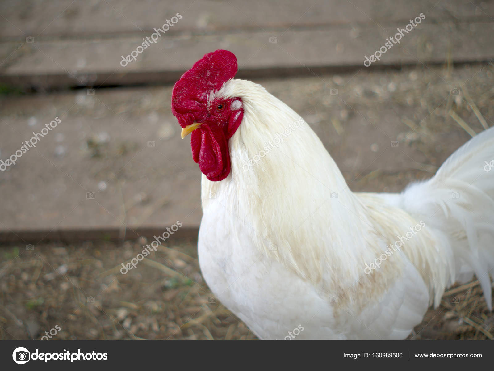 Coq Blanc Poulet Mâle Ferme élevage Photographie