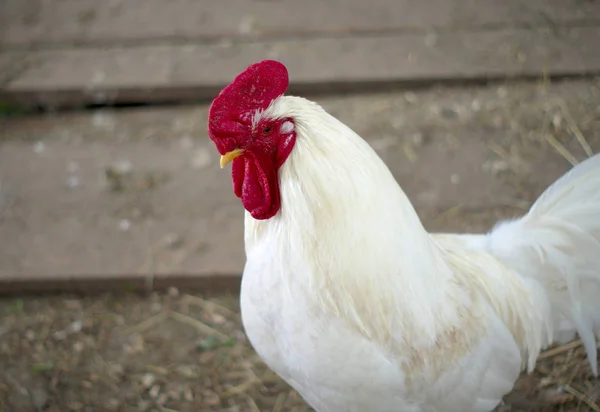 White rooster chicken male farm livestock agriculture — Stock Photo, Image