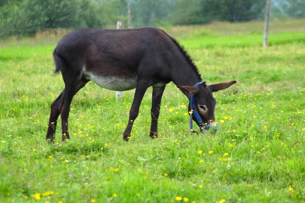 Åsna som betesdjur grönt gräs landsbygdens äng fältet sommaren däggdjur — Stockfoto