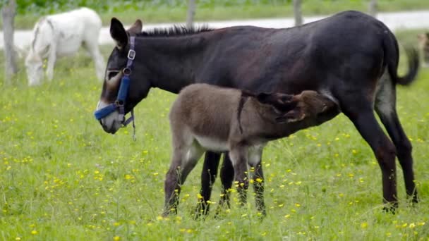 小驴儿和母亲喂养婴儿绿色的田野农场国家牧场驴草甸 — 图库视频影像