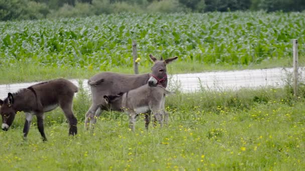 Joven burro y madre alimentación bebé verde campo granja rancho jackass prado — Vídeos de Stock