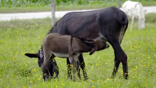 Young donkey and mother feeding baby green field farm country ranch jackass meadow — Stock Video