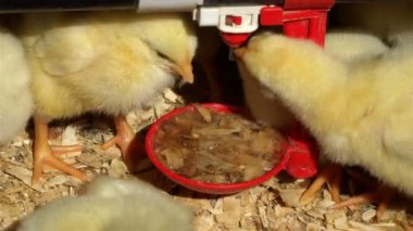 piliçler içme suyunda doğal güneş ışığı kümeste