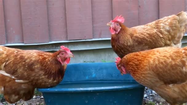 Gallinas bebiendo agua cerca de granero rojo afuera — Vídeo de stock