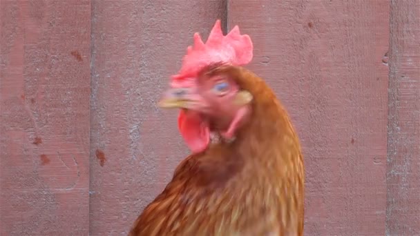 Chicken hen starring portrait with red wood in background — Stock Video