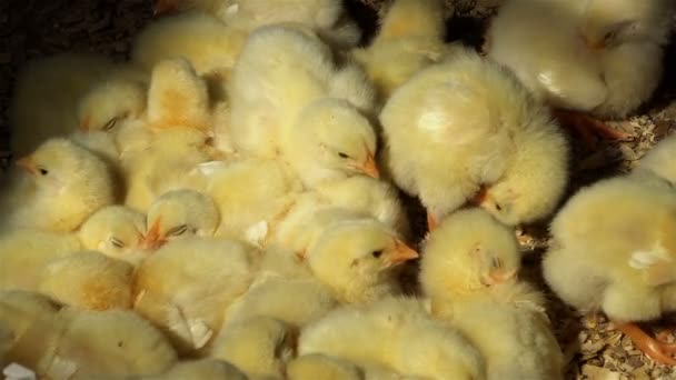 De nombreux poussins jaunes en lumière naturelle — Video