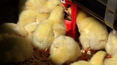 birçok bebek tavuk civcivler tavuk kümesi içinde doğal ışık içme suyundaki sarı