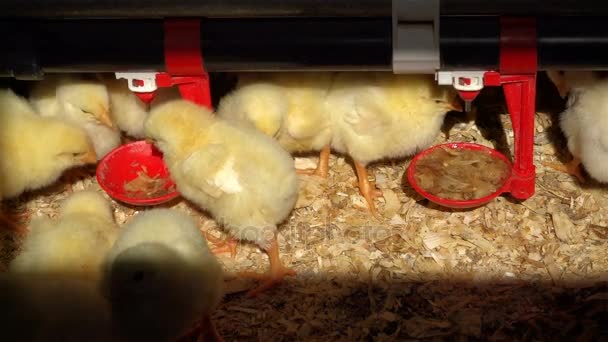 Много желтых цыплят цыплят в естественном свете питьевой воды в курятнике — стоковое видео