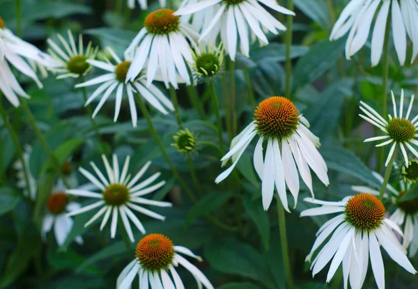 Muchas equináceas blancas flores pétalos de flores de verano — Foto de Stock