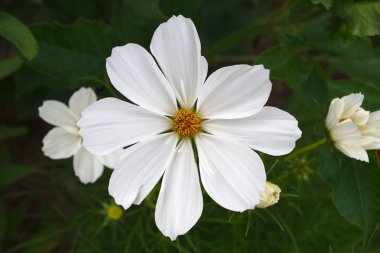 büyük papatya çiçek flowerbed Bahçe yaz çiçek