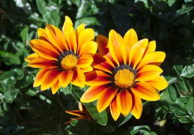 gazania Çiçek Bahçe parlak güneşin ışık çiçeği 