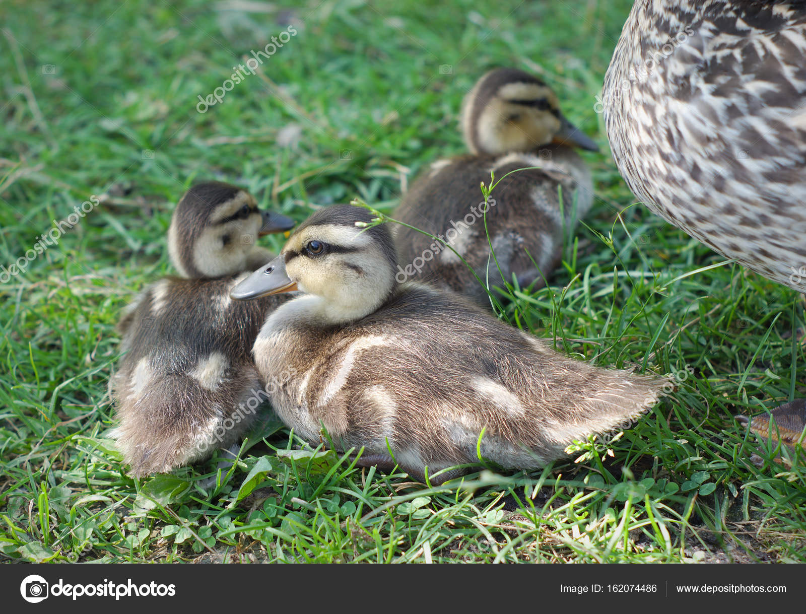 Baby Duck Identification Chart