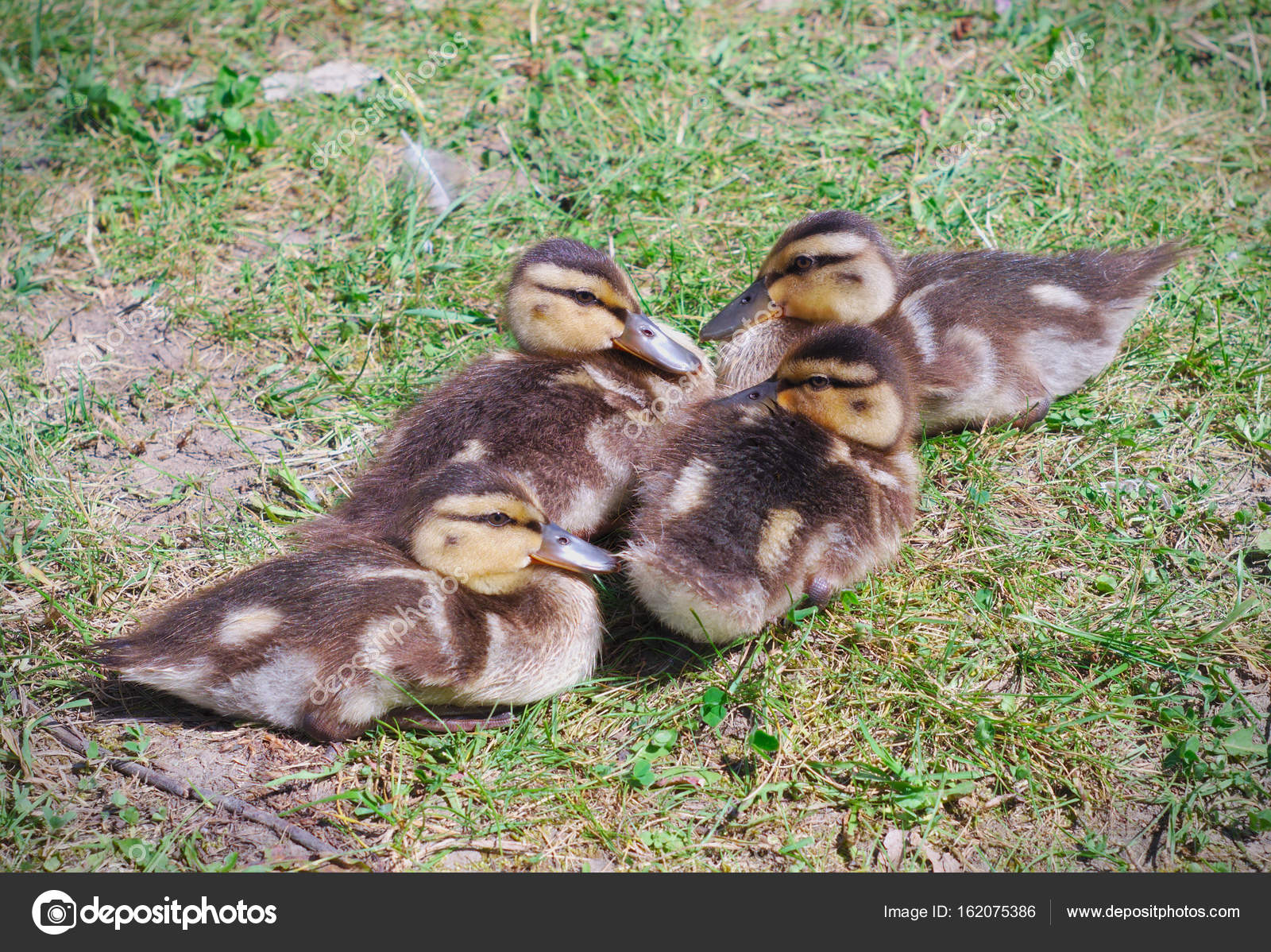 Baby Duck Identification Chart