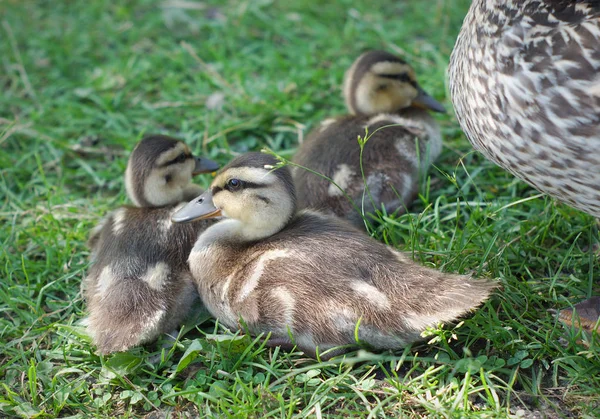 Patos-reais na grama bonito filhotes de pássaros — Fotografia de Stock