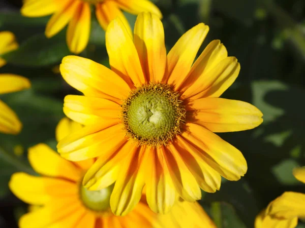 Sarı papatya çiçek çiçek Bahçe doğa