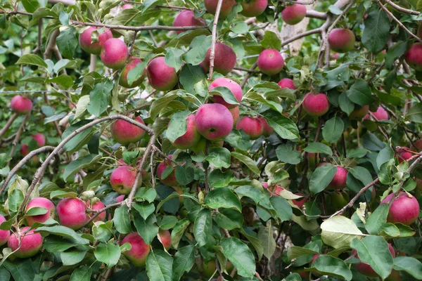 Muchas manzanas recogiendo en árbol paulared fruta orgánica saludable — Foto de Stock