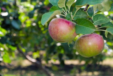 kırmızı elma ağacı paulared taze organik meyve yaz meyve bahçesi 