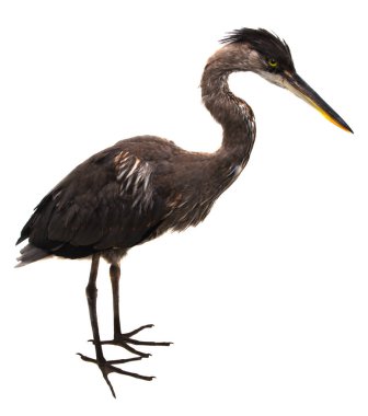 Beyaz arka plan uzun boylu kuş ayakta Heron izole