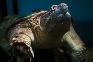 Kaplumbağa yüzme sualtı ortamı sürüngen yaban hayatı