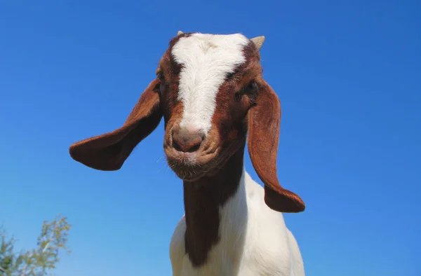 Młodych koziego gospodarstwa hodowli zwierząt zwierząt gospodarskich biały i brązowy futro — Zdjęcie stockowe