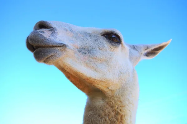 Alpaca retrato no céu azul agricultura mamífero lã pele — Fotografia de Stock