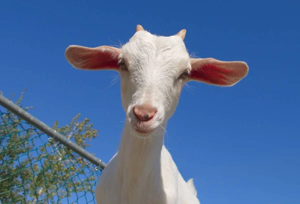 Weiße Ziege Bauernhof Säugetier Kopf Vieh auf blauem Himmel — Stockfoto