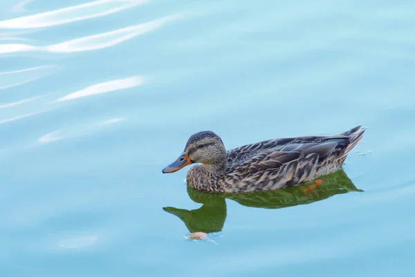 Pato no aqua azul água vida selvagem pássaro no lago — Fotografia de Stock